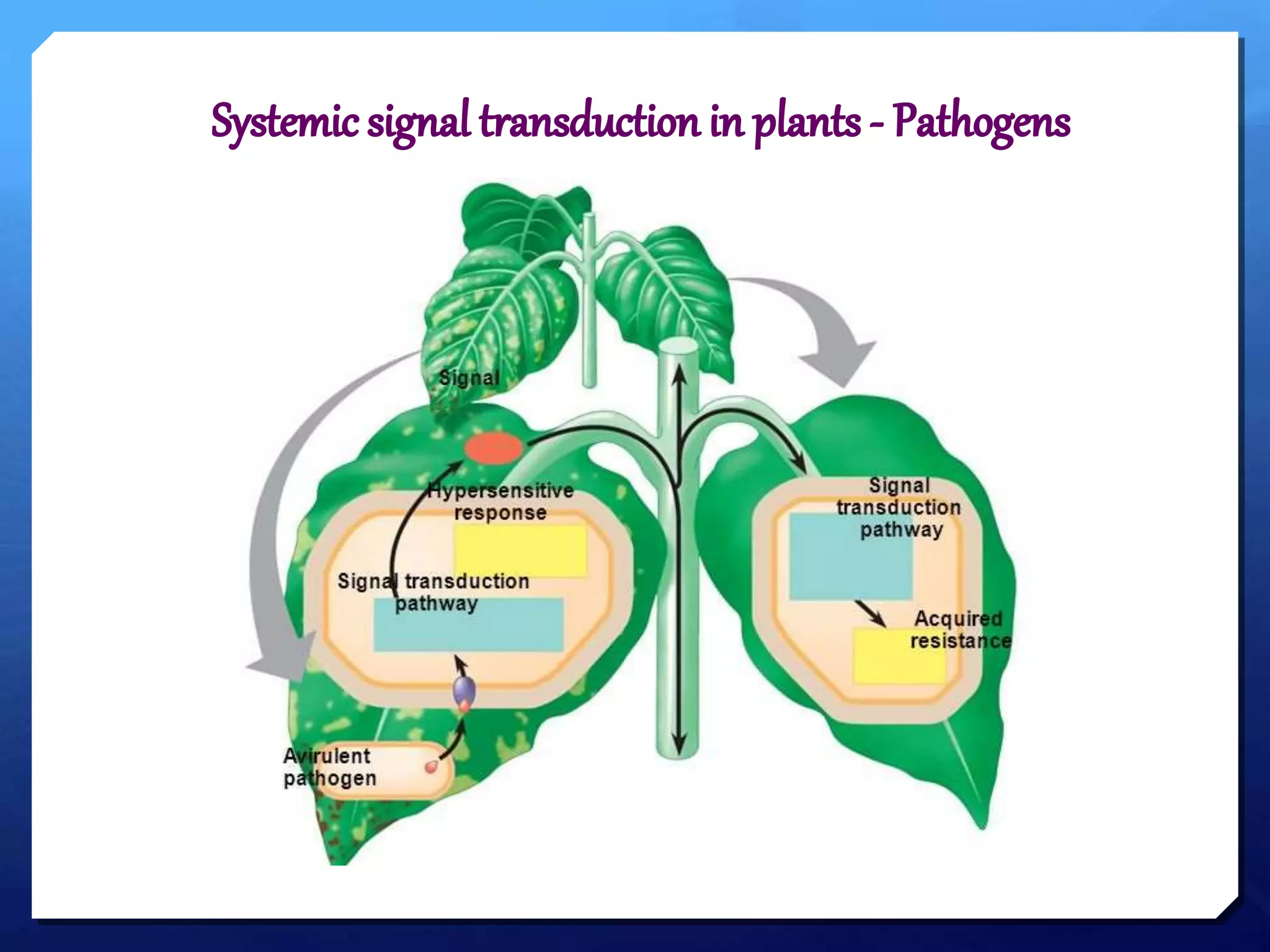 SYSTEMIC SIGNAL TRANSDUCTION IN PLANTS TO THE PATHOGEN AND HERBIVORE | PPTX
