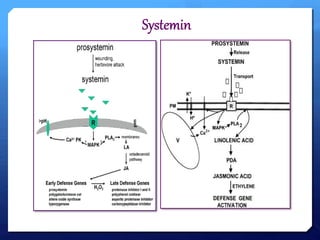 SYSTEMIC SIGNAL TRANSDUCTION IN PLANTS TO THE PATHOGEN AND HERBIVORE | PPTX