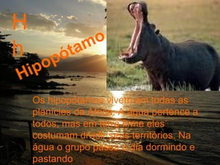 H h Os hipopótamos vivem em todas as planícies da África. A água pertence a todos, mas em terra firme eles costumam dividir seus territórios. Na água o grupo passa o dia dormindo e pastando .  Hipopótamo 