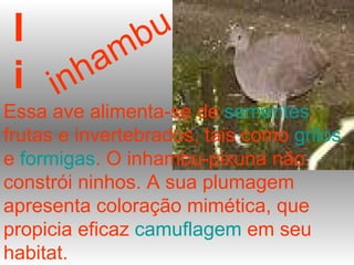 I i Essa ave alimenta-se de  sementes , frutas e invertebrados, tais como  grilos  e  formigas . O inhambu-pixuna não constrói ninhos. A sua plumagem apresenta coloração mimética, que propicia eficaz  camuflagem  em seu habitat. inhambu 