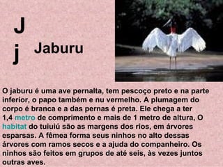 J j O jaburu é uma ave pernalta, tem pescoço preto e na parte inferior, o papo também e nu vermelho. A plumagem do corpo é branca e a das pernas é preta. Ele chega a ter  1,4  metro  de comprimento e mais de 1 metro de altura, O  habitat  do tuiuiú são as margens dos rios, em árvores esparsas. A fêmea forma seus ninhos no alto dessas árvores com ramos secos e a ajuda do companheiro. Os ninhos são feitos em grupos de até seis, às vezes juntos outras aves.  Jaburu 