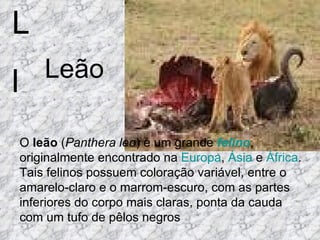 L l O  leão  ( Panthera leo ) é um grande  felino , originalmente encontrado na  Europa ,  Ásia  e  África . Tais felinos possuem coloração variável, entre o amarelo-claro e o marrom-escuro, com as partes inferiores do corpo mais claras, ponta da cauda com um tufo de pêlos negros  Leão 
