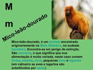 M m Mico-leão-dourado, é um  primata  encontrado originariamente na  Mata Atlântica , no sudeste  brasileiro . Encontra-se em perigo de extinção. São  onívoros , o que significa que sua alimentação é muito variada, neste caso comem  frutas ,  insetos ,  ovos , pequenas  aves  e  lagartos  (em cativeiro as aves e lagartos são substituídos por  carne ).  Mico-leão-dourado 