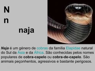 N n naja Naja  é um género de  cobras  da família  Elapidae  natural do Sul da  Ásia  e da  África . São conhecidas pelos nomes populares de  cobra-capelo  ou  cobra-de-capelo . São animais peçonhentos, agressivos e bastante perigosos.  