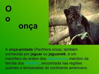 O o onça A  onça-pintada  ( Panthera onca ), também conhecida por  jaguar  ou  jaguaretê , é um mamífero da ordem dos  carnívoros , membro da família dos  felídeos , encontrada nas regiões quentes e temperadas do continente americano.  