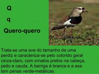 Q q Quero-quero Trata-se uma ave do tamanho de uma perdiz e caracteriza-se pelo colorido geral cinza-claro, com ornatos pretos na cabeça, peito e cauda. A barriga é branca e a asa tem penas verde-metálicas.  
