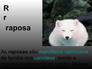 R r raposa As  raposas  são  mamíferos   carnívoros  da família dos  canídeos , sendo a maioria pertencente ao género  Vulpes   