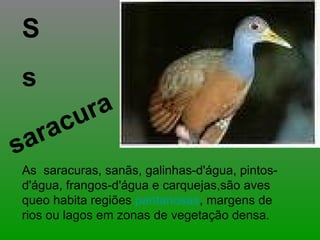 S s saracura As  saracuras, sanãs, galinhas-d'água, pintos-d'água, frangos-d'água e carquejas,são aves queo habita regiões  pantanosas , margens de rios ou lagos em zonas de vegetação densa. 