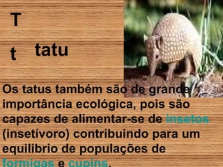T t tatu Os tatus também são de grande importância ecológica, pois são capazes de alimentar-se de  insetos  (insetívoro) contribuindo para um equilibrio de populações de  formigas  e  cupins .  