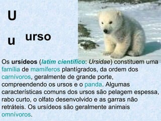U u urso Os  ursídeos  ( latim científico :  Ursidae ) constituem uma  família  de  mamíferos  plantígrados, da ordem dos  carnívoros , geralmente de grande porte, compreendendo os ursos e o  panda . Algumas características comuns dos ursos são pelagem espessa, rabo curto, o olfato desenvolvido e as garras não retráteis. Os ursídeos são geralmente animais  omnívoros . 