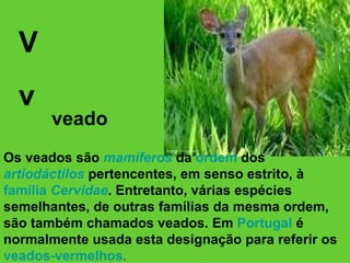 V v veado Os veados são  mamíferos  da  ordem  dos  artiodáctilos  pertencentes, em senso estrito, à  família   Cervidae . Entretanto, várias espécies semelhantes, de outras famílias da mesma ordem, são também chamados veados. Em  Portugal  é normalmente usada esta designação para referir os  veados-vermelhos . 