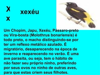 X x xexéu Um Chopim, Japu, Xexéu, Pássaro-preto ou Vira-bosta (Molothrus bonariensis) é todo preto, o macho distinguindo-se por ter um reflexo metálico azulado. É migratório, desaparecendo na época de inverno e reaparecendo no verão. É uma ave parasita, ou seja, tem o hábito de não fazer seu próprio ninho, preferindo por seus ovos no ninho de outras aves, para que estas criem seus filhotes.  