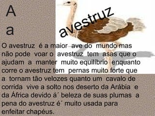 A a avestruz O avestruz  é a maior  ave do  mundo mas não pode  voar o  avestruz  tem  asas que o  ajudam  a  manter  muito equilíbrio  enquanto  corre o avestruz tem  pernas muito forte que a  tornam tão velozes quanto um  cavalo de corrida  vive a solto nos deserto da Arábia  e da África devido á´ beleza de suas plumas  a  pena do avestruz é´ muito usada para enfeitar chapéus.  