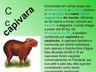 C c Encontrada em certas áreas das  Américas do Sul  e  Central , próximo a  rios  e  lagos , é o  maior  roedor   vegetariano  do mundo . Alimenta-se de capins e ervas, comuns em  várzeas  e alagados, e pode chegar a pesar até 80 Kg. No  Rio Grande do Sul , é também conhecida por  capincho  ou  carpincho . A capivara também é conhecida por dormir submersa com apenas o focinho fora d'água. Nas décadas de 60 e 70 as capivaras foram caçadas comercialmente no Pantanal, por sua pele e pelo seu óleo que era considerado como tendo propriedades medicinais .  capivara 