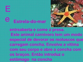 E e entreaberta e come a presa.  Este animal carnívoro tem um modo especial de devorar os moluscos que carregam concha. Envolve a vítima com seu corpo e abre a concha com os braços. Então introduz o estômago  na concha  Estrela-do-mar 