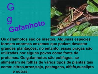 G g Os gafanhotos são os insetos. Algumas espécies formam enormes enxames que podem devastar grandes plantações; no entanto, essas pragas são utilizadas por alguns povos como fonte de  proteínas. Os gafanhotos são polífagos, se alimentam de folhas de vários tipos de plantas tais como: citros,arroz,soja, pastagens, alfafa,eucalipto  e outras. Gafanhoto 