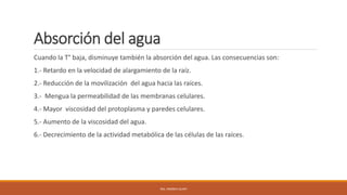 Absorción del agua
Cuando la T° baja, disminuye también la absorción del agua. Las consecuencias son:
1.- Retardo en la velocidad de alargamiento de la raíz.
2.- Reducción de la movilización del agua hacia las raíces.
3.- Mengua la permeabilidad de las membranas celulares.
4.- Mayor viscosidad del protoplasma y paredes celulares.
5.- Aumento de la viscosidad del agua.
6.- Decrecimiento de la actividad metabólica de las células de las raíces.
ING. ANDREA GUAPI
 