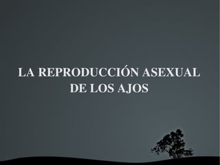 LA REPRODUCCIÓN ASEXUAL DE LOS AJOS 
