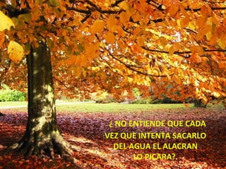 ¿ NO ENTIENDE QUE CADA
VEZ QUE INTENTA SACARLO
  DEL AGUA EL ALACRAN
       LO PICARA?.
 