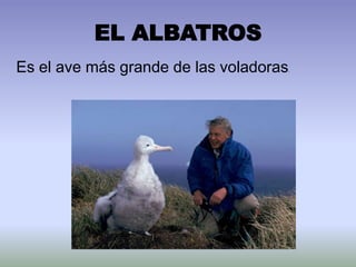 EL ALBATROS Es el ave más grande de las voladoras. 
