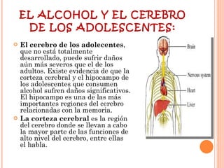 EL ALCOHOL Y EL CEREBRO DE LOS ADOLESCENTES: El cerebro de los adolecentes , que no está totalmente desarrollado, puede sufrir daños aún más severos que el de los adultos. Existe evidencia de que la corteza cerebral y el hipocampo de los adolescentes que consumen alcohol sufren daños significativos. El hipocampo es una de las más importantes regiones del cerebro relacionadas con la memoria.  La corteza cerebral  es la región del cerebro donde se llevan a cabo la mayor parte de las funciones de alto nivel del cerebro, entre ellas el habla. 