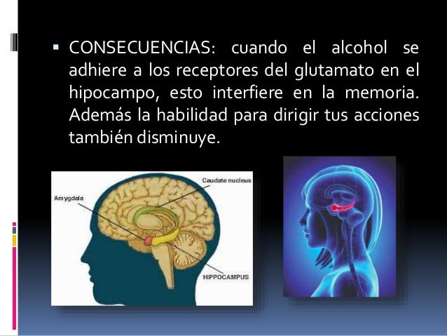 QUE PARTE DEL CEREBRO AFECTA EL ALCOHOL Mentalidad Humana QUE PARTE DEL CEREBRO AFECTA EL ALCOHOL Mentalidad Humana