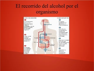 El recorrido del alcohol por el
organismo

 
