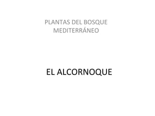 EL ALCORNOQUE PLANTAS DEL BOSQUE MEDITERRÁNEO 