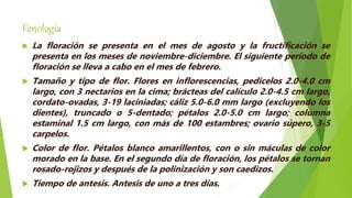 Fenología
 La floración se presenta en el mes de agosto y la fructificación se
presenta en los meses de noviembre-diciembre. El siguiente período de
floración se lleva a cabo en el mes de febrero.
 Tamaño y tipo de flor. Flores en inflorescencias, pedicelos 2.0-4.0 cm
largo, con 3 nectarios en la cima; brácteas del calículo 2.0-4.5 cm largo,
cordato-ovadas, 3-19 laciniadas; cáliz 5.0-6.0 mm largo (excluyendo los
dientes), truncado o 5-dentado; pétalos 2.0-5.0 cm largo; columna
estaminal 1.5 cm largo, con más de 100 estambres; ovario súpero, 3-5
carpelos.
 Color de flor. Pétalos blanco amarillentos, con o sin máculas de color
morado en la base. En el segundo día de floración, los pétalos se tornan
rosado-rojizos y después de la polinización y son caedizos.
 Tiempo de antesis. Antesis de uno a tres días.
 