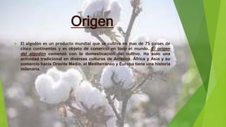 Origen
 El algodón es un producto mundial que se cultiva en mas de 75 países de
cinco continentes y es objeto de comercio en todo el mundo. El origen
del algodón comenzó con la domesticación del cultivo. Ha sido una
actividad tradicional en diversas culturas de América, África y Asia y su
comercio hacia Oriente Medio, el Mediterráneo y Europa tiene una historia
milenaria.
 