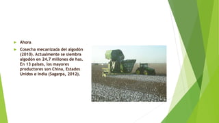  Ahora
 Cosecha mecanizada del algodón
(2010). Actualmente se siembra
algodón en 24.7 millones de has.
En 13 países, los mayores
productores son China, Estados
Unidos e India (Sagarpa, 2012).
 