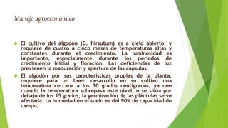 Manejo agroeconómico
 El cultivo del algodón (G. hirsutum) es a cielo abierto, y
requiere de cuatro a cinco meses de temperaturas altas y
constantes durante el crecimiento. La luminosidad es
importante, especialmente durante los periodos de
crecimiento inicial y floración. Las deficiencias de luz
previenen la maduración y apertura de las cápsulas.
 El algodón por sus características propias de la planta,
requiere para un buen desarrollo en su cultivo una
temperatura cercana a los 30 grados centígrados; ya que
cuando la temperatura sobrepasa este nivel, o se sitúa por
debajo de los 15 grados, la germinación de las plántulas se ve
afectada. La humedad en el suelo es del 90% de capacidad de
campo.
 