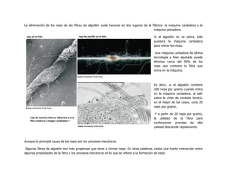 La eliminación de los neps de las fibras de algodón suele hacerse en dos lugares de la fábrica: la máquina cardadora y la
máquina peinadora.
Si el algodón no se peina, sólo
quedará la máquina cardadora
para retirar los neps.
Una máquina cardadora de última
tecnología y bien ajustada puede
eliminar cerca del 90% de los
neps que contiene la fibra que
entra en la máquina.
Es decir, si el algodón contiene
200 neps por gramo cuando entra
en la máquina cardadora, al salir
sobre la cinta de cardado tendrá,
en el mejor de los casos, unos 20
neps por gramo.
Y a partir de 20 neps por gramo,
la utilidad de la fibra para
confeccionar prendas de alta
calidad desciende rápidamente.
Aunque la principal causa de los neps son los procesos mecánicos.
Algunas fibras de algodón son más propensas que otras a formar neps. En otras palabras, existe una fuerte interacción entre
algunas propiedades de la fibra y los procesos mecánicos en lo que se refiere a la formación de neps.
 