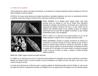 LA FIBRA DE ALGODÓN
Está constituida por células, qué vistas al microscopio, en el sentido de su longitud presentan torsiones irregulares en forma de
tubos achatados en toda su longitud.
CUTICULA: Es la capa cerosa externa que contiene las pectinas y materiales proteínicos, sirve como un revestimiento uniforme
y resistente al agua que protege el resto de la fibra, esta capa se elimina con el descrude.
PARED PRIMARIA: Es la delgada pared original celular, está hecha
principal mente de celulosa en una red de fibrillas finas (filamentos
pequeños de celulosa), esto contribuye a la formación de un sistema bien
organizado de capilares continuos muy finos y es bien sabido que los
capilares finos absorben liquido de los capilares gruesos, los capilares
superficiales finos de cada fibra de algodón contribuyen en gran medida
al desempeño limpio y seco del algodón.
CAPA S: Difiere en su estructura de la pared primaria, es una red de
fibrillas alineadas en ángulos de 40 a 70 grados del eje de la fibra.
PARED SECUNDARIA: Consiste en paredes concéntricas de celulosa que
contribuyen a la porción principal de la fibra, después de que la fibra a
logrado su tamaño máximo durante su periodo de crecimiento, se añade
una nueva capa de celulosa a la pared secundaria, sé depositan las fibras
en ángulos de 70 a 80 grados con puntos donde se invierten los ángulos
a todo lo largo de la fibra, sé vuelve a empacar la fibrilla formando
capilares pequeños.
PARED DEL LUMEN: Separa la pared secundaria del lumen.
EL LUMEN: Es un canal hueco que corre a lo largo de la fibra está lleno de protoplasto vivo durante el periodo de crecimiento,
después que madura la fibra y se abre la capsula, sé seca el protoplasto y se colapsa el lumen, esto deja un gran vacío o poro
central a lo largo de la fibra.
A lo largo de la estructura de la fibra hay poros o espacios capilares de diferentes tamaños entre las fibrillas, en cada una de
las capas de la fibra en consecuencia se puede ver al algodón como una esponja física microscópica con una estructura porosa
 