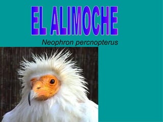 Neophron percnopterus   EL ALIMOCHE 