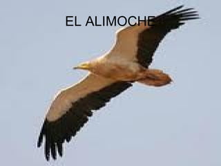 EL ALIMOCHE 