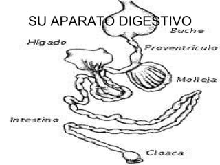 SU APARATO DIGESTIVO 