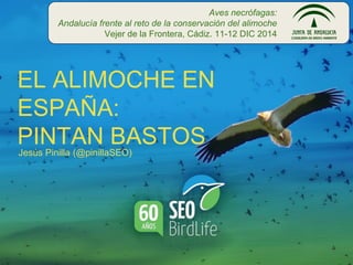 Jesús Pinilla (@pinillaSEO)
EL ALIMOCHE EN
ESPAÑA:
PINTAN BASTOS
Aves necrófagas:
Andalucía frente al reto de la conservación del alimoche
Vejer de la Frontera, Cádiz. 11-12 DIC 2014
 