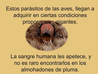 Estos parásitos de las aves, llegan a
   adquirir en ciertas condiciones
       proporciones gigantes.




 La sangre humana les apetece, y
  no es raro encontrarlos en los
     almohadones de pluma.
 