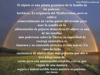El alpiste es una planta gramínea de la familia de 
las poáceas, 
herbácea. Es originaria del Mediterráneo, pero se 
cultiva 
comercialmente en varias partes del mundo para 
usar la semilla en la 
alimentación de pájaros domésticos.El alpiste es una 
de las semillas 
más poderosas sobre la Tierra; su capacidad de 
recarga enzimática es 
inmensa y su contenido proteico es aún mayor. Un 
vaso de leche 
enzimática de alpiste tiene más proteína que dos o 
tres kilogramos de 
carne pero con aminoácidos estables, esto es que 
viajan de una manera 
segura e indestructible hasta nuestro organismo. 
CCoonn SSoonniiddoo 
 