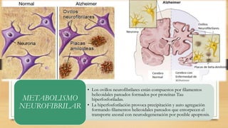 • Los ovillos neurofibrilares están compuestos por filamentos 
helicoidales pareados formados por proteínas Tau 
hiperfosforiladas. 
• La hiperfosforilación provoca precipitación y auto agregación 
formando filamentos helicoidales pareados que entorpecen el 
transporte axonal con neurodegeneración por posible apoptosis. 
METABOLISMO 
NEUROFIBRILAR 
 