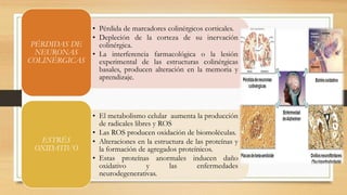 • Pérdida de marcadores colinérgicos corticales. 
• Depleción de la corteza de su inervación 
colinérgica. 
• La interferencia farmacológica o la lesión 
experimental de las estructuras colinérgicas 
basales, producen alteración en la memoria y 
aprendizaje. 
PÉRDIDAS DE 
NEURONAS 
COLINÉRGICAS 
• El metabolismo celular aumenta la producción 
de radicales libres y ROS 
• Las ROS producen oxidación de biomoléculas. 
• Alteraciones en la estructura de las proteínas y 
la formación de agregados proteínicos. 
• Estas proteínas anormales inducen daño 
oxidativo y las enfermedades 
neurodegenerativas. 
ESTRÉS 
OXIDATIVO 
 