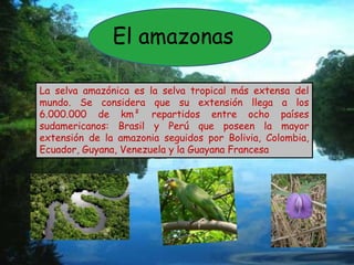 El amazonas  La selva amazónica es la selva tropical más extensa del mundo. Se considera que su extensión llega a los 6.000.000 de km² repartidos entre ocho países sudamericanos: Brasil y Perú que poseen la mayor extensión de la amazonia seguidos por Bolivia, Colombia, Ecuador, Guyana, Venezuela y la Guayana Francesa  
