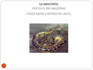 LA AMACONDA.
VIVE EN EL RIO AMAZÓNAS.
PUEDE MEDIR 8 METROS DE LARGO.
17
 