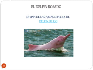 EL DELFINROSADO
ES UNA DE LAS POCAS ESPECIES DE
DELFÍN DE RIO
20
 