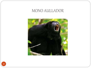 MONO AULLADOR
22
 