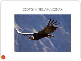 CONDÓR DEL AMAZONAS
26
 