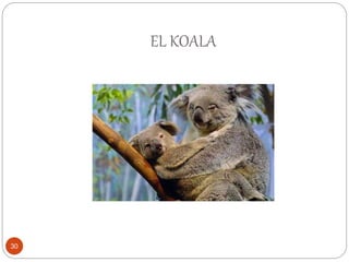 EL KOALA
30
 