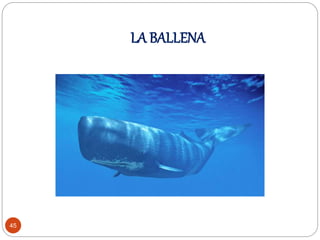LA BALLENA
45
 
