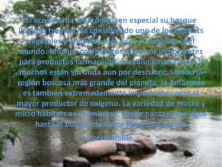 El ecosistema amazónico, en especial su bosque
lluvioso tropical, es considerado uno de los hábitats
vegetales y animales más ricos y complejos del
mundo. Muchos compuestos químicos importantes
para productos farmacéuticos evolucionaron aquí y
muchos están sin duda aún por descubrir. Siendo la
región boscosa más grande del planeta, la Amazonía
es también extremadamente importante como el
mayor productor de oxígeno. La variedad de macro y
micro hábitats es asombrosa, desde pantanosos lagos
hasta el bosque de tierra firme que parece
interminable.
 